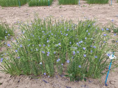 Click for 1 image(s) for this accession.